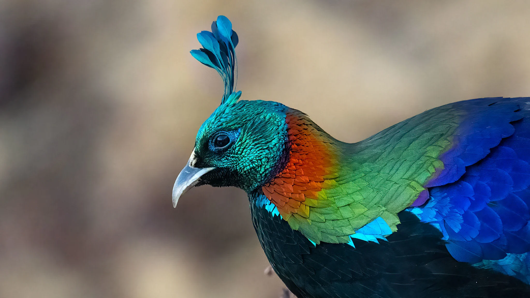 A beautiful Himalayan bird is changing its voice due to human activity, research shows